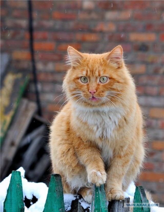 Котовторник! 13.03.2012