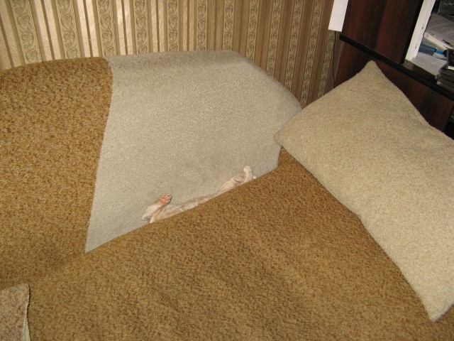Котовторник 20.03.2012
