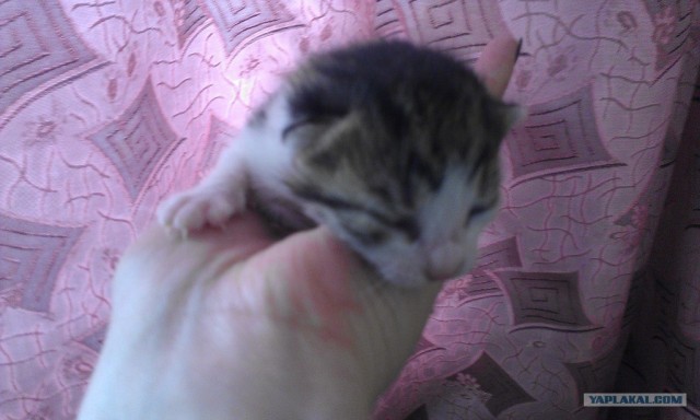 Котовторник 8 мая 2012