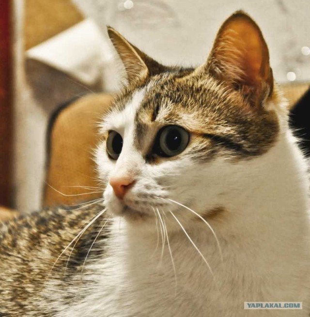Котовторник  12. 06. 2012