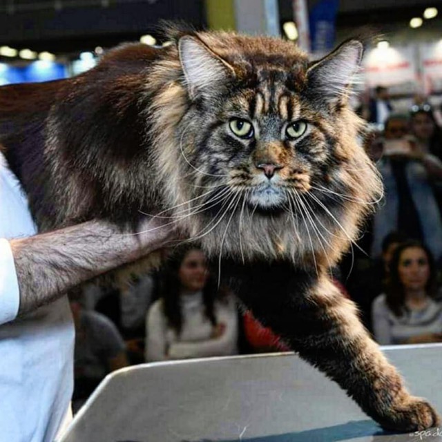 Знакомьтесь, Баривель! И этот кот официально самый длинный в мире.