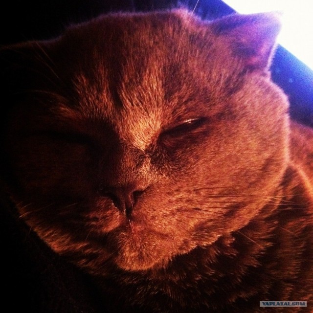 Котовторник  16.10.12