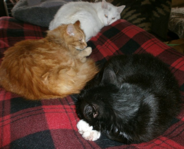 Котовторник ! (12.03.19)