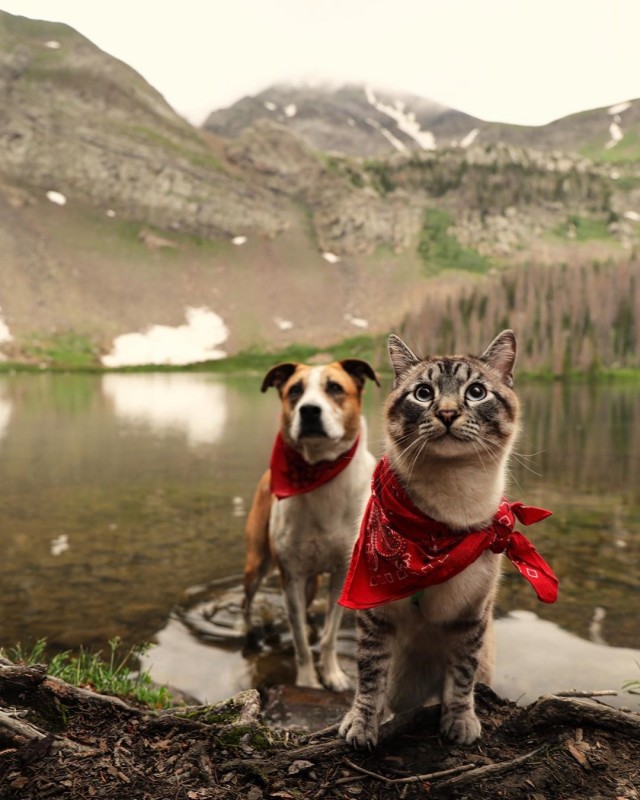 Уже не котовторник, но еще и не собакочетверг