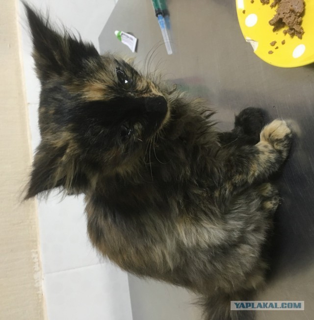Котейку в хорошие руки отдам