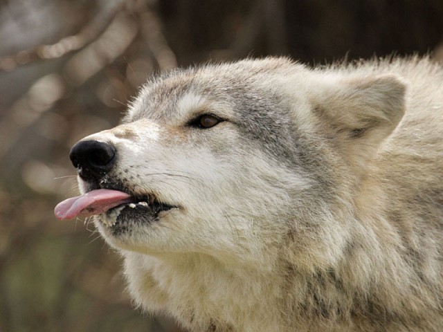 Замученый дорогой, я выбился из сил ©