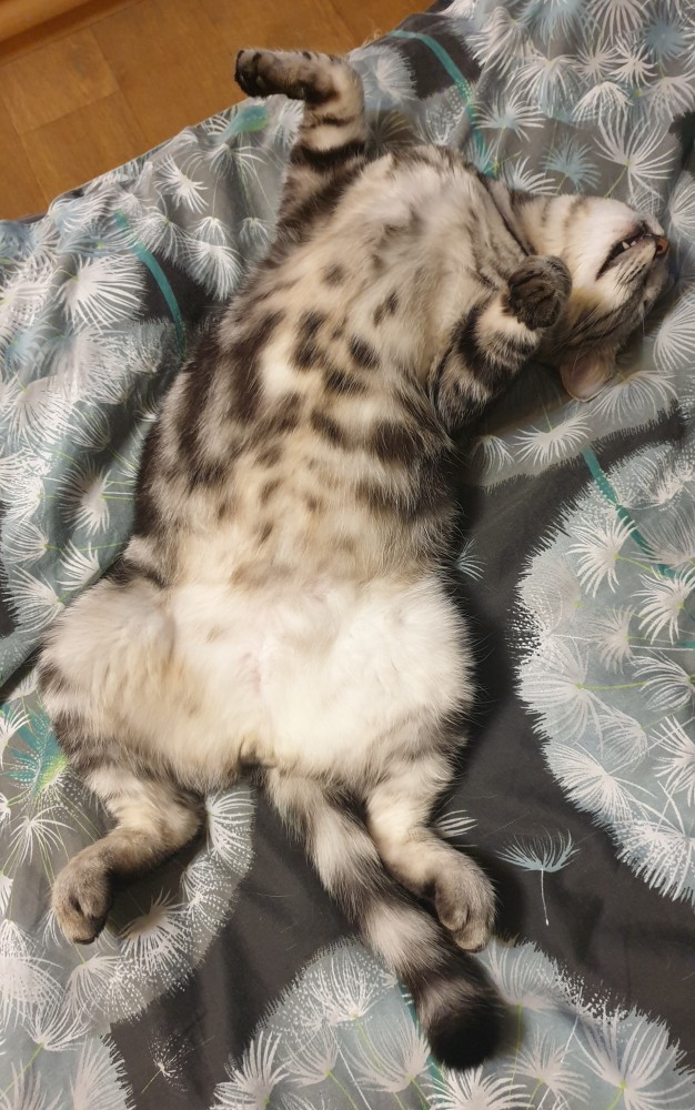 Котопост
