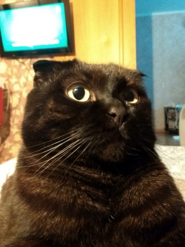 Black cats matter