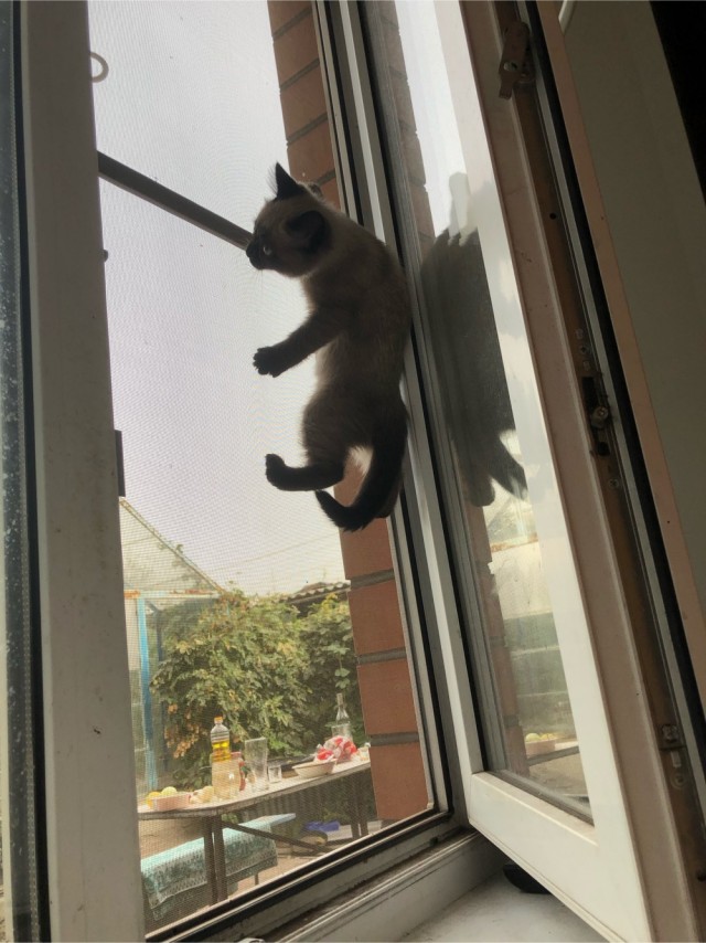 Котовторник 13.10.2020