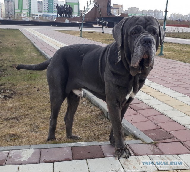 Неаполитанский мастиф: Из Колизея в дряхлую развалину. Как новые стандарты изуродовали боевых собак
