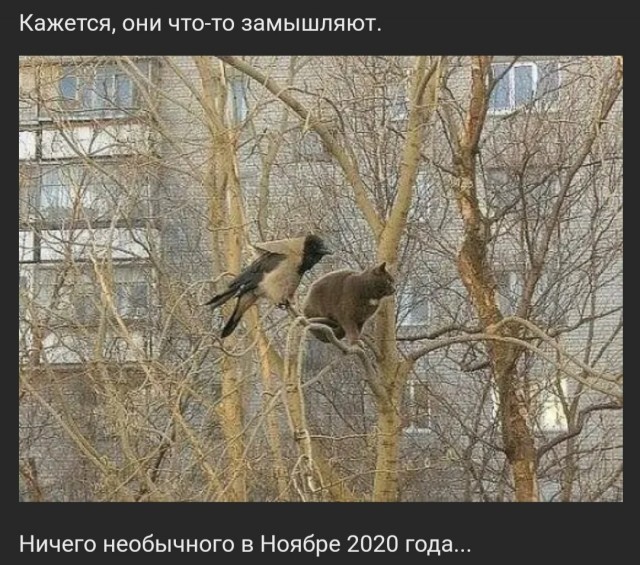 Бредзона 10.11.2020