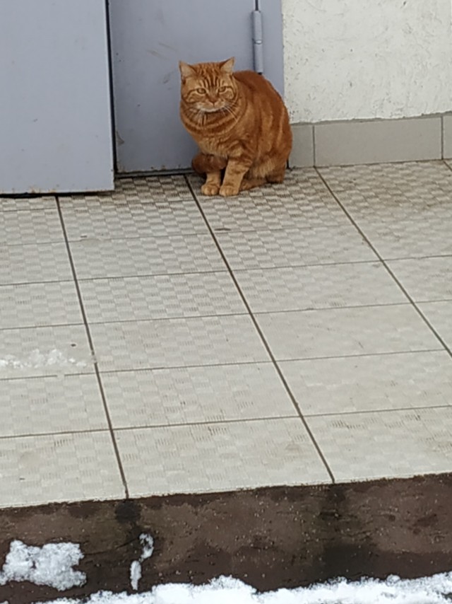 А вы ставили кота на снег?