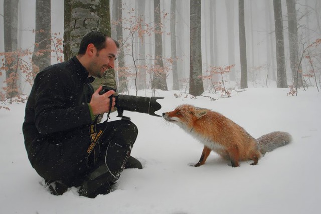 Пост шедевральной милоты: как любопытные животные мешают фотографам