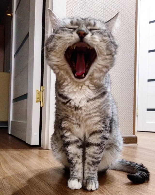 Котаны с забавным окрасом