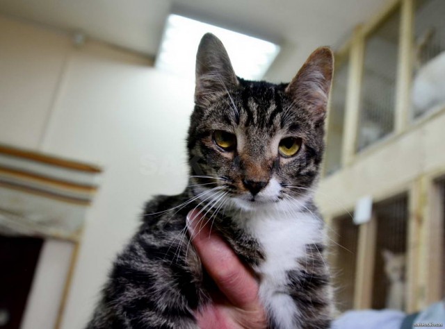 Которник