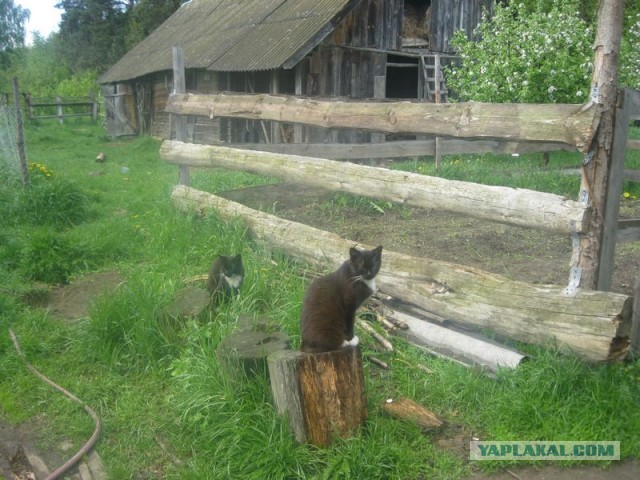 Жизнь домашнего приюта для котеек 343