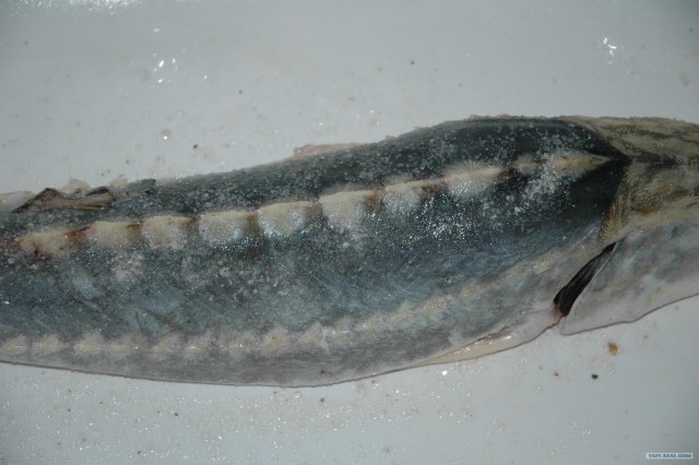 Все из рыбы!