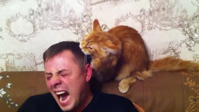 Злые котики - к последнему летнему котовторнику