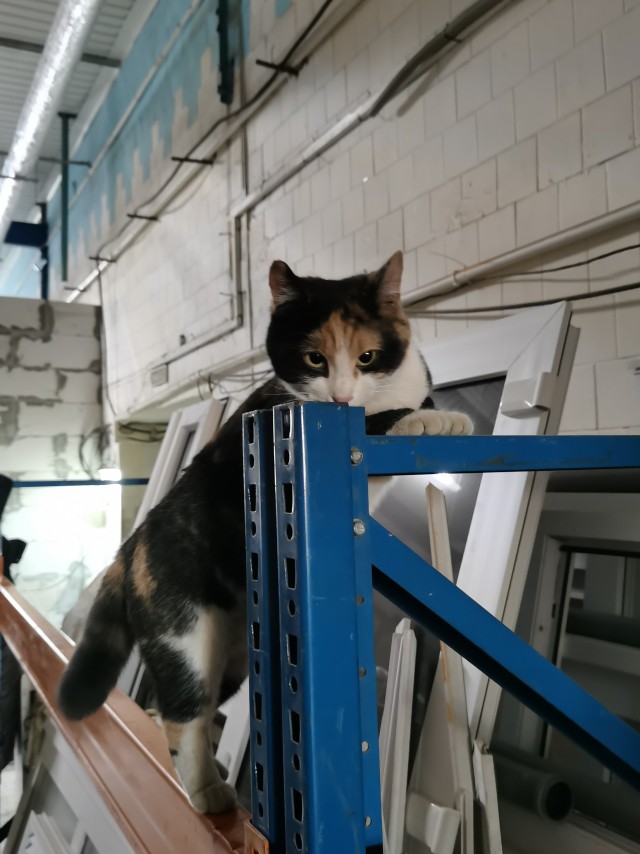 Котовторнику быть