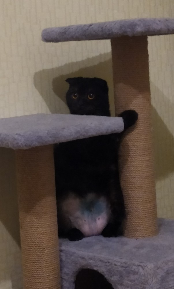 Котовторник так котовторник