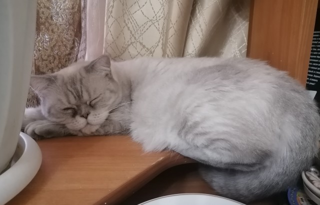Котовторник - по расписанию!