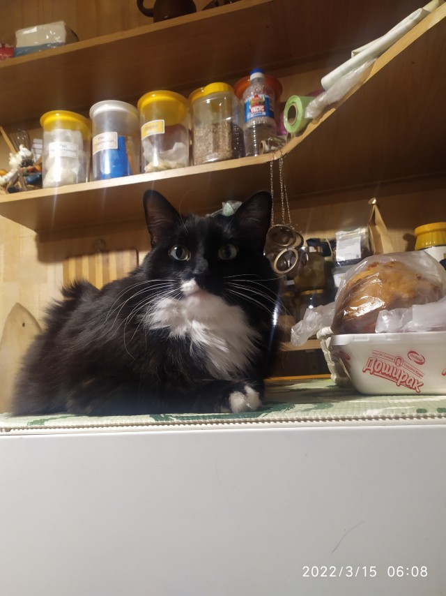 Котовторник вроде.