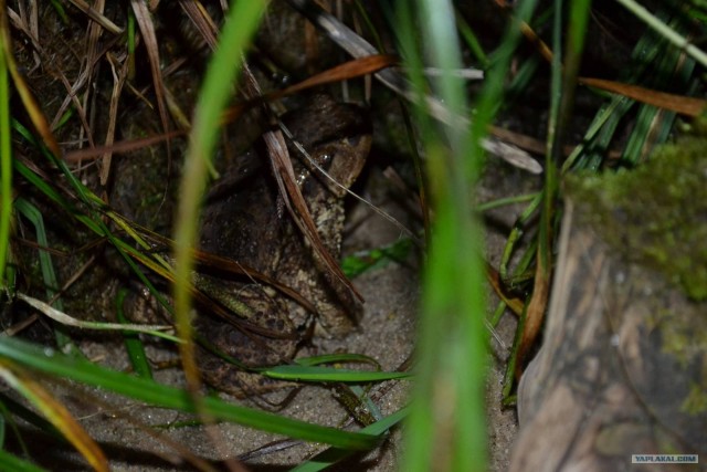 Отдых по-русски.