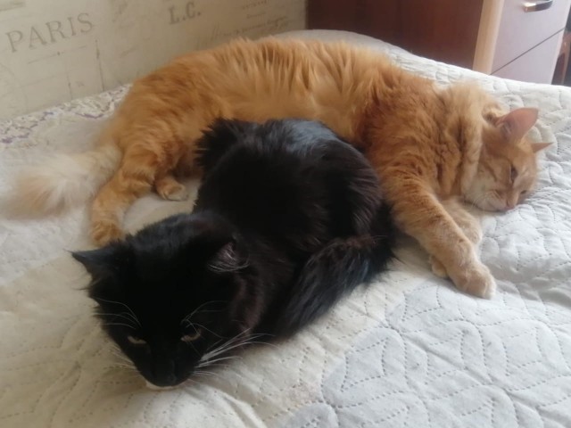 Прогнать кота невозможно