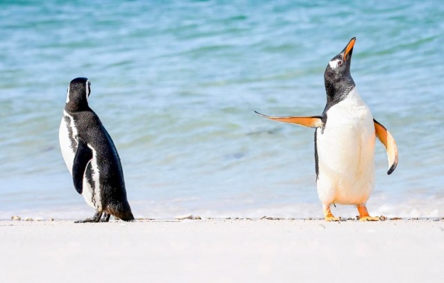 Финалисты ежегодной премии Comedy Wildlife Photography Awards