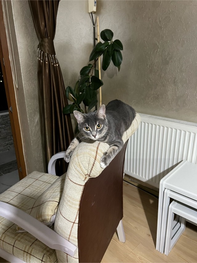 Котовторник 1.11.22