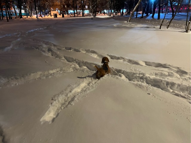 Начинаем собакочетверг!
