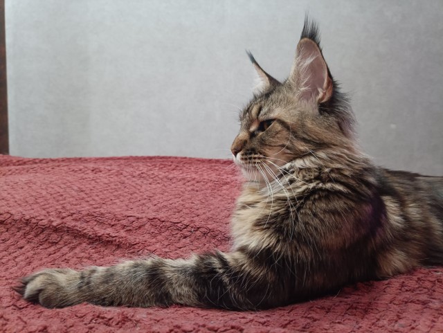 Кошка