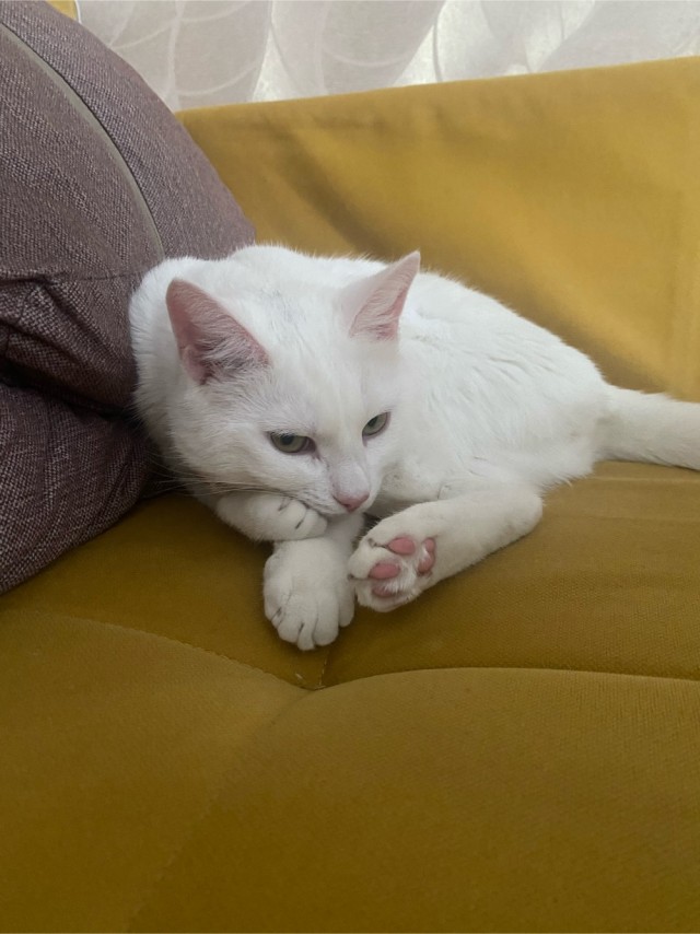Мурзик
