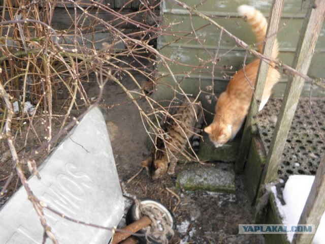 Жизнь домашнего приюта для котеек 433