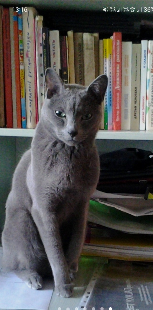 Зубная щётка и кошка