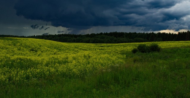 Перед грозой в поле