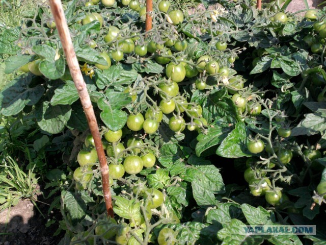 Уральское лето моими глазами