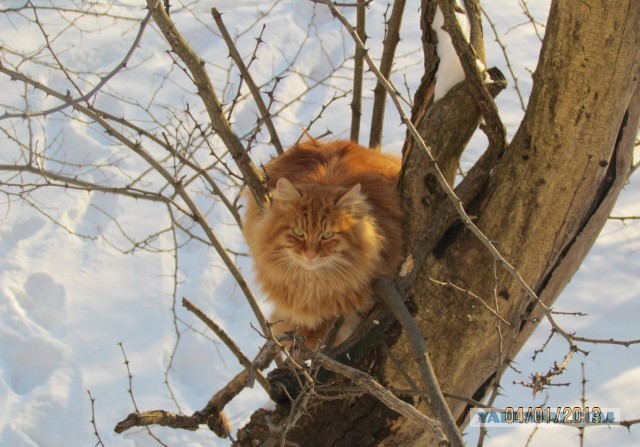 Котовторник 16.04.2013
