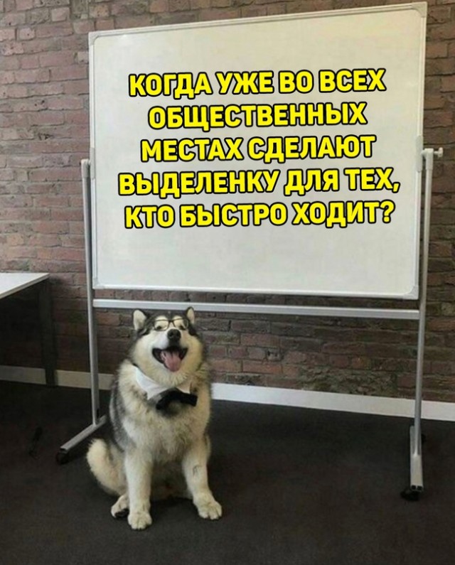 Весёлый полтишок 04.08.23