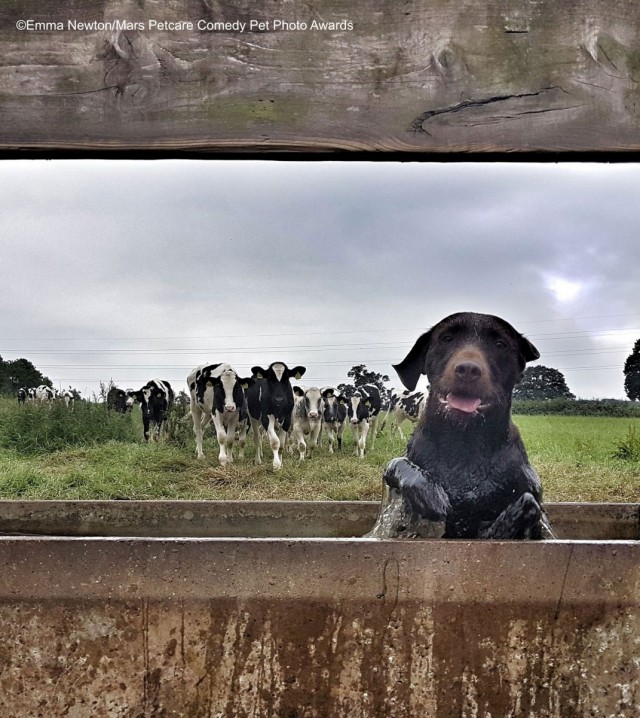 Comedy Pet Photo Awards 2020