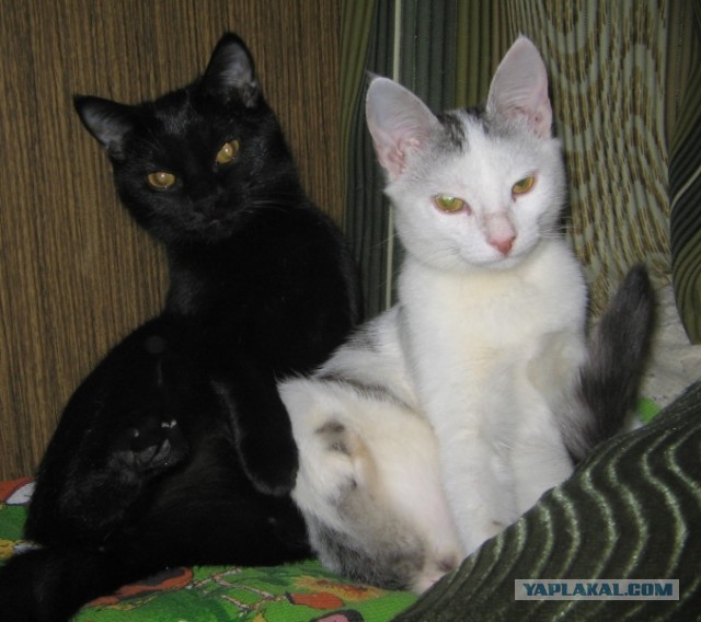 Двуногому коту Анакину исполнился 1 год