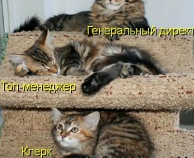 Прикольные морды котов псов к настроению...