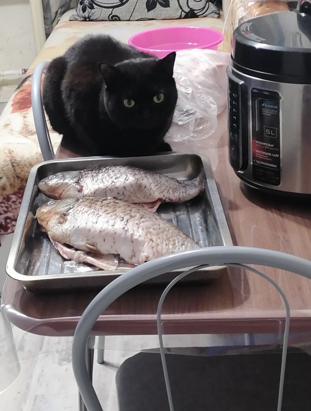 Ну-с, с наступившим староновогодним котовторником