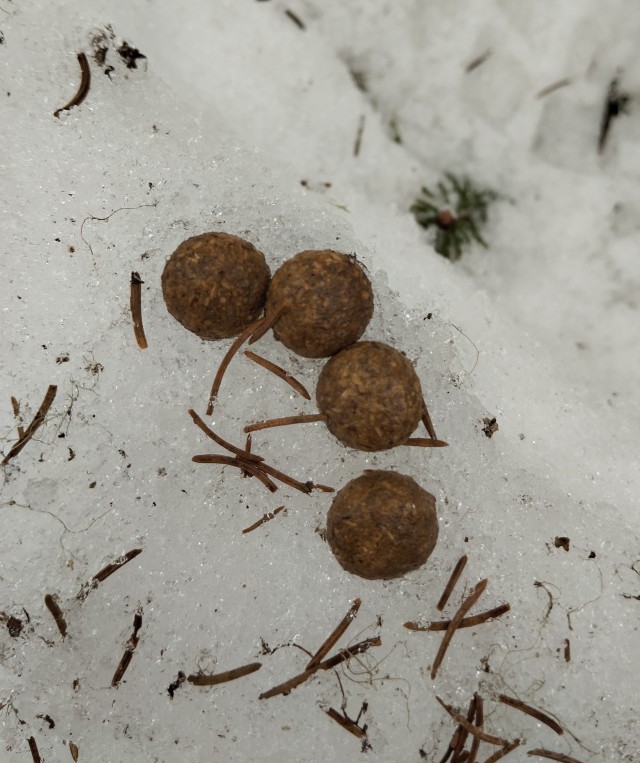Почему Несквик выбрал зайку для своего логотипа?