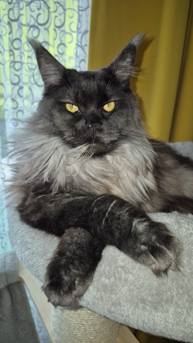 Котовторник продолжается