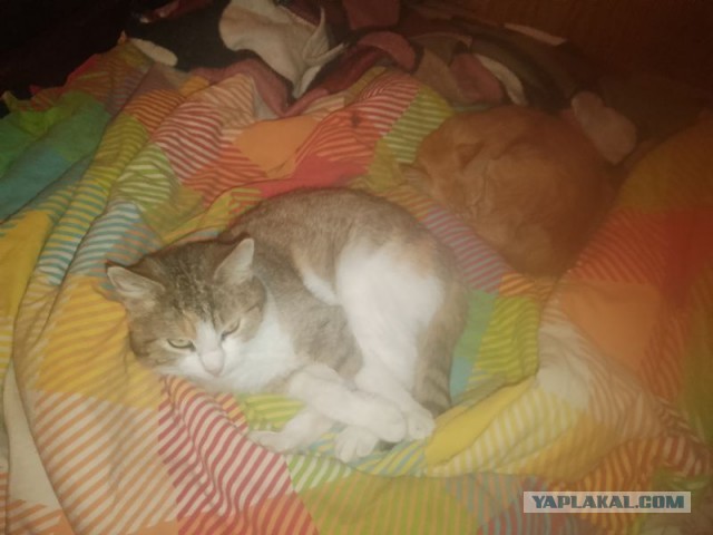 Жизнь домашнего приюта для котеек 539