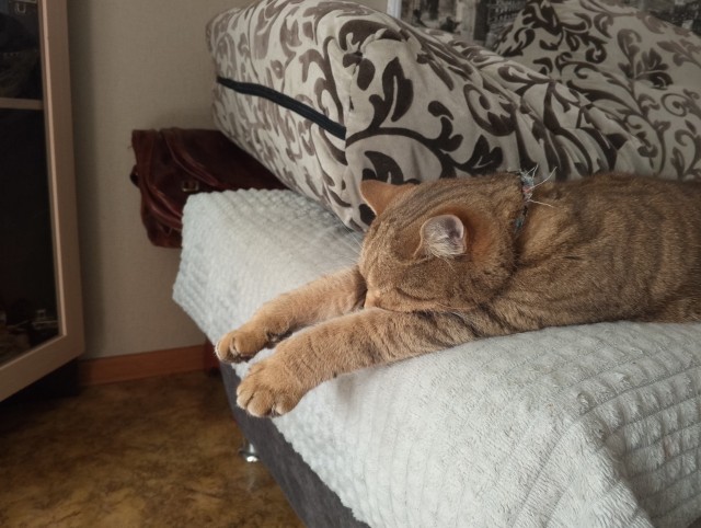 Это что, котовторник?