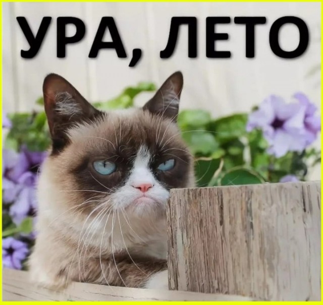 ТРРРидцать тРРРи от 19 июня