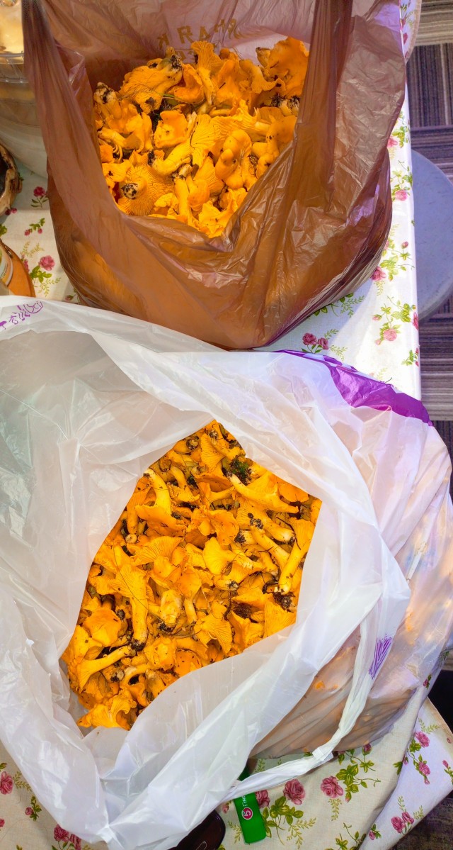 Рыжики( грибы).