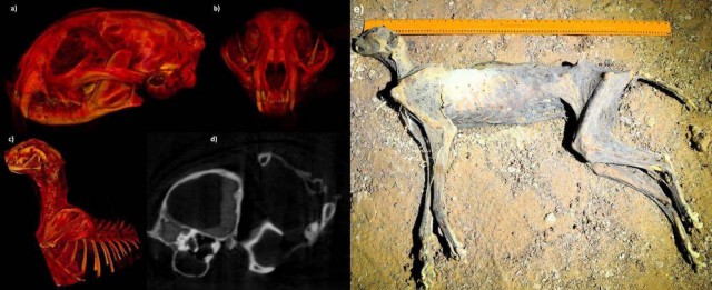 В СА нашли пещеру с мумиями гепардов
